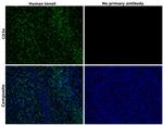 CD3e Antibody in Immunohistochemistry (Paraffin) (IHC (P))