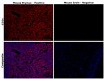 CD3e Antibody in Immunohistochemistry (Paraffin) (IHC (P))