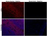 CD3e Antibody