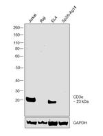 CD3e Antibody in Western Blot (WB)