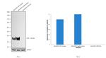 Synaptophysin Antibody in Western Blot (WB)