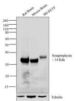 Synaptophysin Antibody in Western Blot (WB)