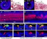 Calretinin Antibody in Immunohistochemistry (IHC)