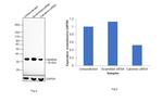 Calretinin Antibody in Western Blot (WB)