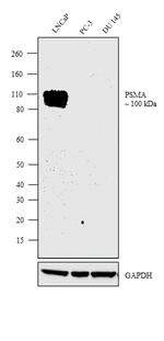 PSMA Antibody