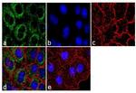 DOG-1 Antibody in Immunocytochemistry (ICC/IF)