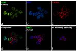 PAX5 Antibody in Immunocytochemistry (ICC/IF)