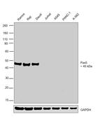 PAX5 Antibody in Western Blot (WB)