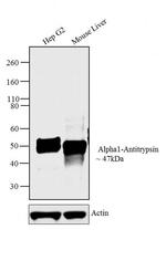 alpha-1 Antitrypsin Antibody in Western Blot (WB)