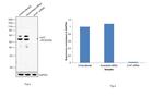 alpha-1 Antitrypsin Antibody