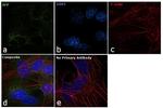 AFP Antibody in Immunocytochemistry (ICC/IF)