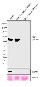 AFP Antibody in Western Blot (WB)