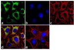 Placental Alkaline Phosphatase Antibody in Immunocytochemistry (ICC/IF)