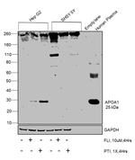 ApoA1 Antibody in Western Blot (WB)