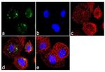 Follicle Stimulating Hormone Antibody in Immunocytochemistry (ICC/IF)