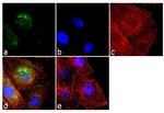 Follicle Stimulating Hormone Antibody in Immunocytochemistry (ICC/IF)