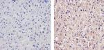 Apolipoprotein B Antibody in Immunohistochemistry (Paraffin) (IHC (P))