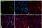 Ferritin Antibody in Immunocytochemistry (ICC/IF)