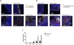 Fibronectin Antibody in Immunohistochemistry (IHC)