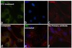 Fibronectin Antibody in Immunocytochemistry (ICC/IF)