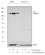 Fibronectin Antibody in Western Blot (WB)