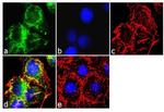 Apolipoprotein B Antibody in Immunocytochemistry (ICC/IF)