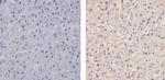 Apolipoprotein B Antibody in Immunohistochemistry (Paraffin) (IHC (P))