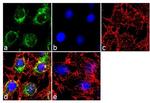 Apolipoprotein B Antibody in Immunocytochemistry (ICC/IF)