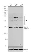 Bcl-10 Antibody in Western Blot (WB)