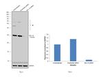 Bcl-10 Antibody in Western Blot (WB)