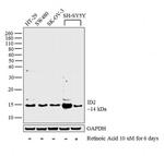 ID2 Antibody in Western Blot (WB)