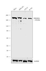 Drosha Antibody in Western Blot (WB)