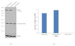 Drosha Antibody in Western Blot (WB)