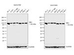 HK1 Antibody