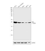 BAD Antibody in Western Blot (WB)