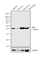 PDHA1 Antibody in Western Blot (WB)