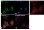 PDHA1 Antibody in Immunocytochemistry (ICC/IF)