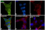 FAAH Antibody