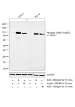 Phospho-GAB1 (Tyr627) Antibody in Western Blot (WB)