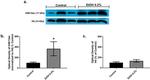 Histone H4 Antibody in Western Blot (WB)