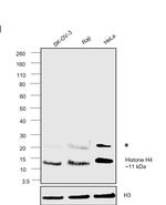 Histone H4 Antibody in Western Blot (WB)