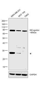 IKK epsilon Antibody in Western Blot (WB)