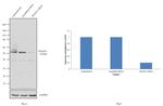 DNAJC3 Antibody in Western Blot (WB)