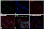 PSIP1 Antibody in Immunocytochemistry (ICC/IF)