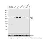 PSIP1 Antibody in Western Blot (WB)