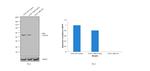 LKB1 Antibody