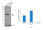 LKB1 Antibody in Western Blot (WB)