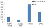 Histone H2B Antibody in ChIP Assay (ChIP)