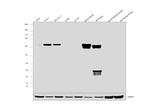 SHP-1 Antibody in Western Blot (WB)