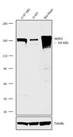 SHIP2 Antibody in Western Blot (WB)